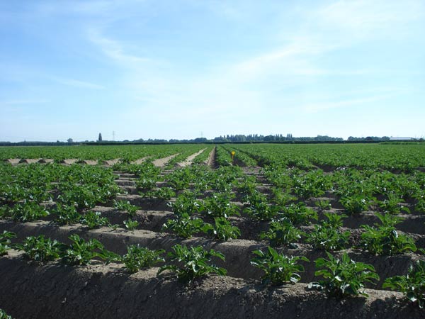 Aardappelen op welke grond